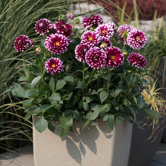 DAHLIADALINAMAXICANCUNPL_3.jpg DAHLIA DALINA MAXI Cancun - Image 3