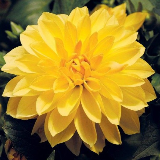 DAHLIADALINAMAXIROMEROPL.jpg