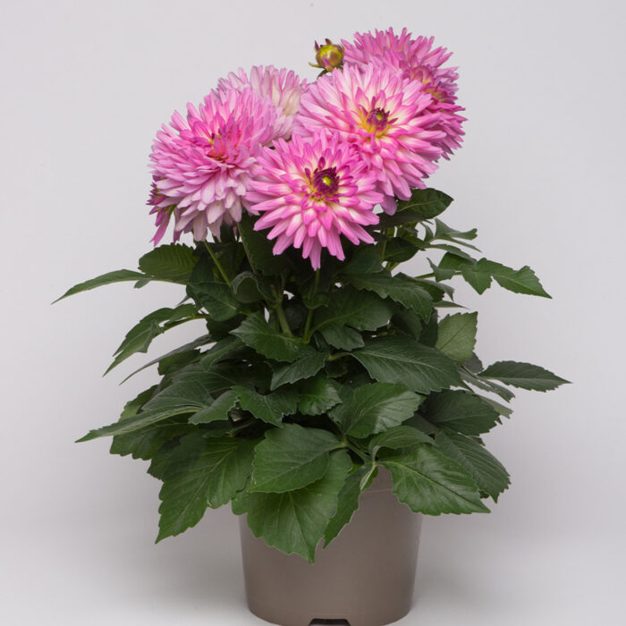DAHLIADALINAMAXISALINASPL_1.jpg DAHLIA DALINA MAXI Salinas - Image 2