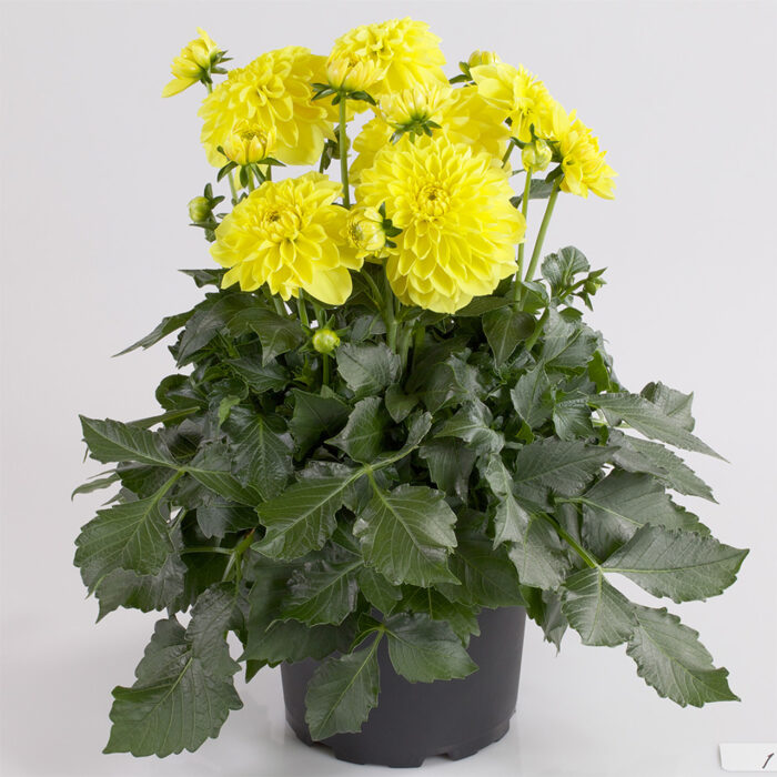 DAHLIADALINAMAXISONORAPL_1.jpg DAHLIA DALINA MAXI Sonora - Image 2