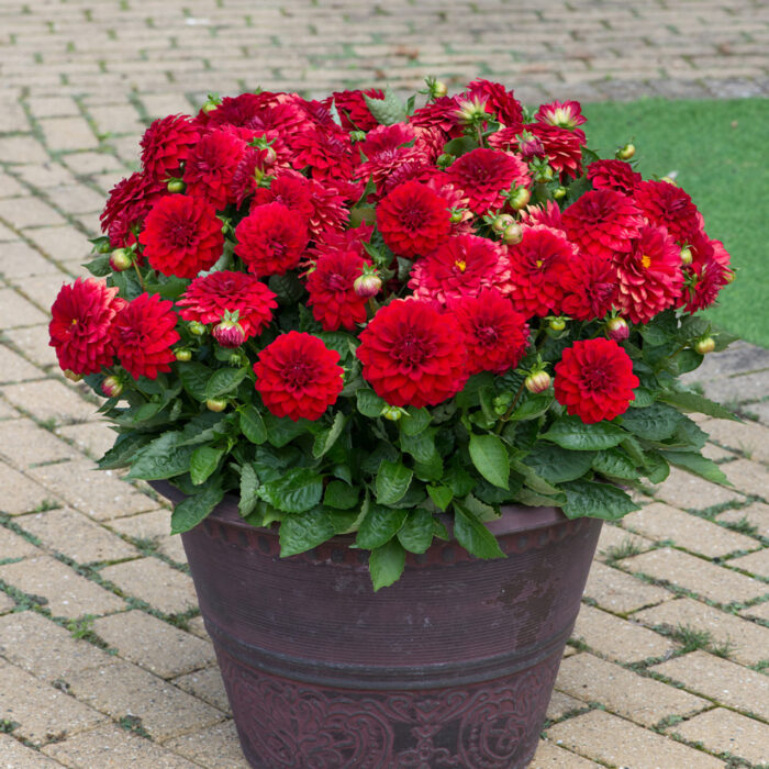 DAHLIA DALINA MAXI Topia - Image 2