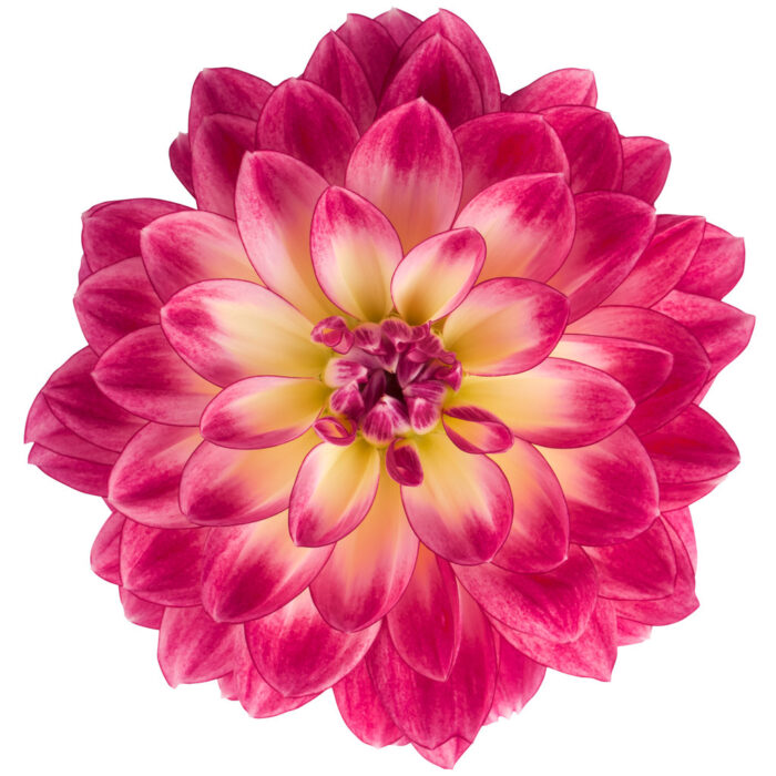 DAHLIA DALINA MIDI Malta - Image 2