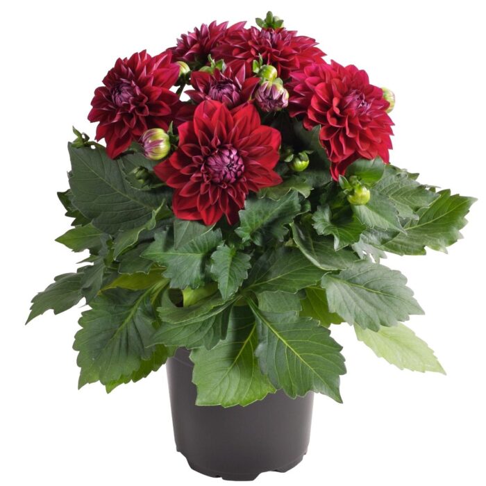 DAHLIADALINAMIDIMARIANAPL_1.jpg DAHLIA DALINA MIDI Mariana - Image 3