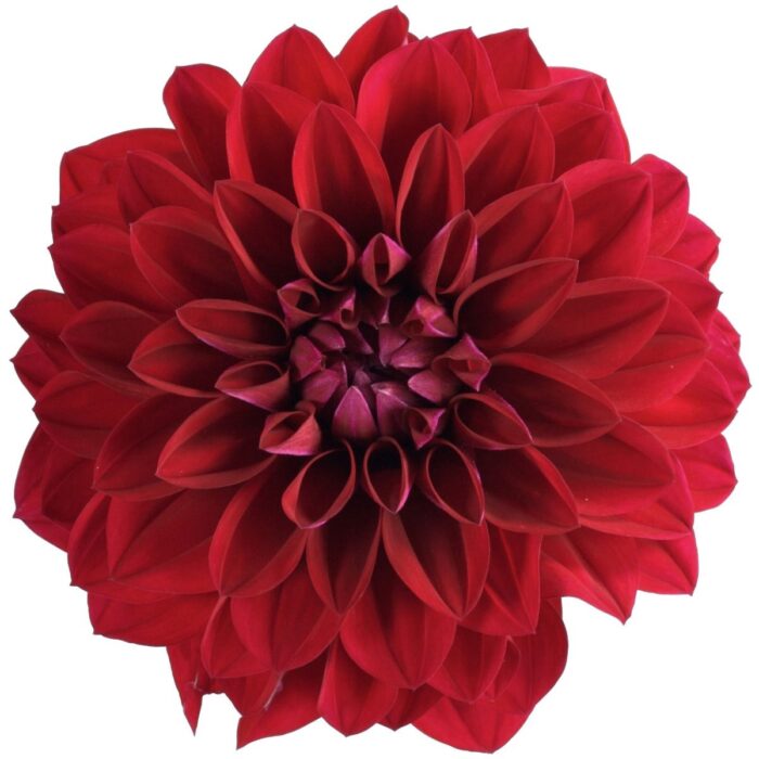 DAHLIADALINAMIDIMARIANAPL_2.jpg DAHLIA DALINA MIDI Mariana - Image 2