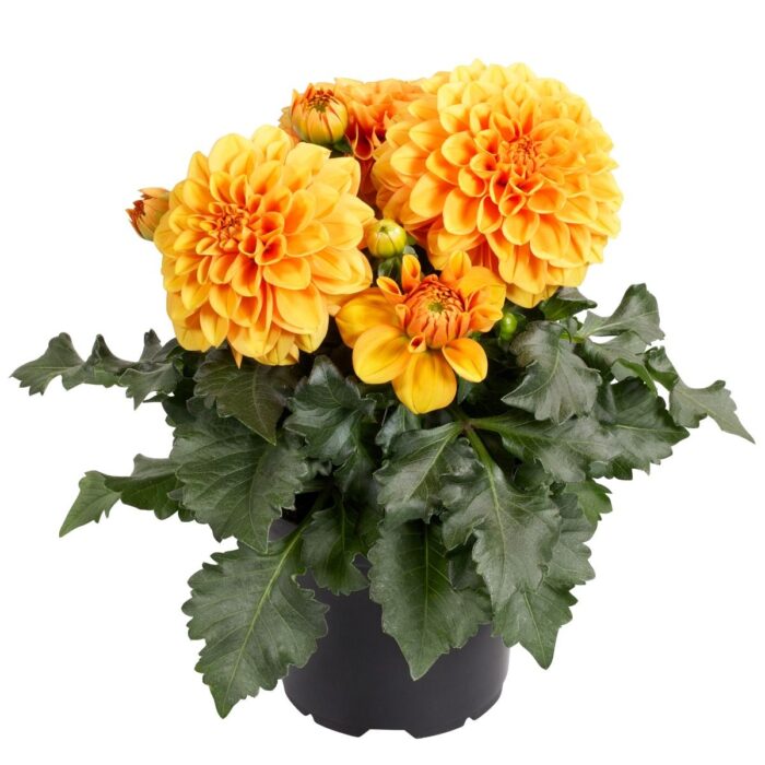 DAHLIA DALINA MIDI Paros - Image 2