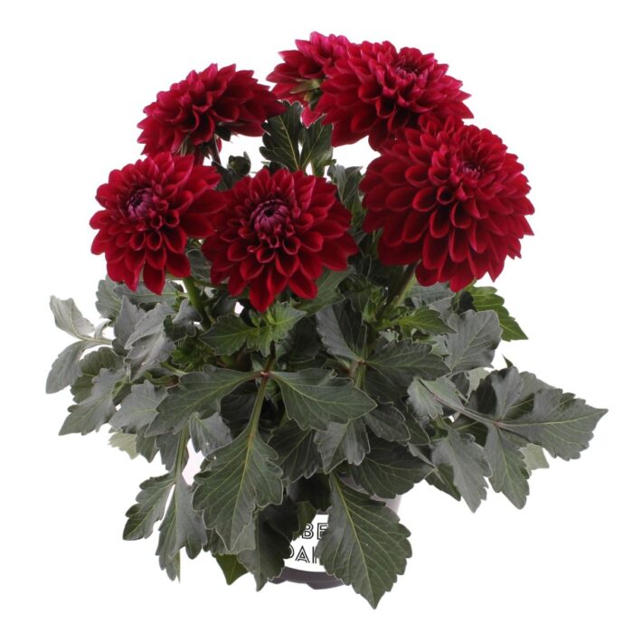 DAHLIA LABELLA Medio Dark Red - Image 2