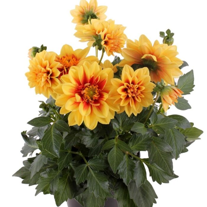 DAHLIALABELLAMEDIOFUNGOLDENEYEPL_1.jpg DAHLIA LABELLA Medio Fun Golden Eye - Image 2