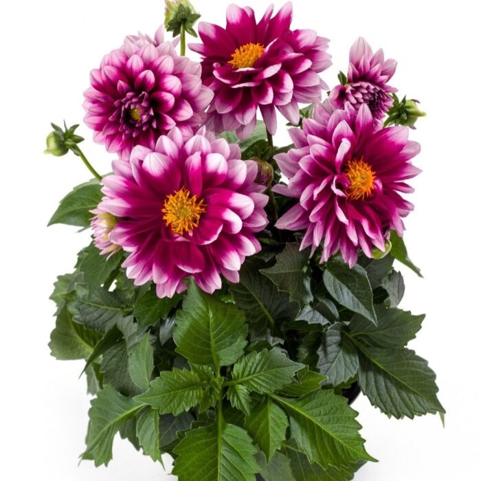 DAHLIALABELLAMEDIOFUNPINKBLUSHPL_1.jpg DAHLIA LABELLA Medio Fun Pink Blush - Image 2