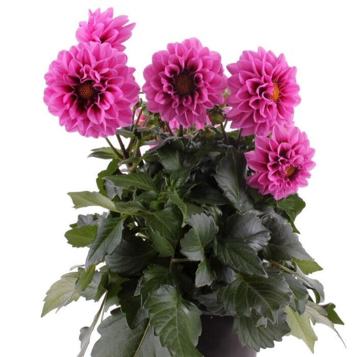 DAHLIALABELLAMEDIOFUNPINKWITHEYEPL_1.jpg DAHLIA LABELLA Medio Fun Pink with Eye - Image 2