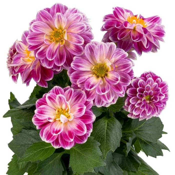 DAHLIALABELLAMEDIOFUNROSEFUNPL.jpg