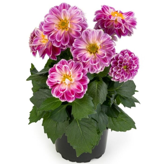 DAHLIALABELLAMEDIOFUNROSEFUNPL_1.jpg DAHLIA LABELLA Medio Fun Rose Fun - Image 2