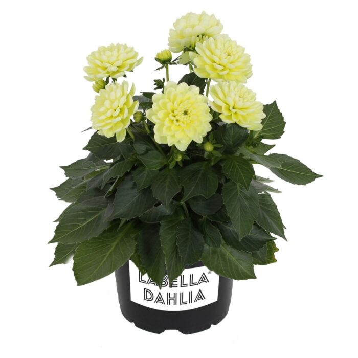 DAHLIALABELLAMEDIOPICCOLOLEMONPL_1.jpg DAHLIA LABELLA Medio Piccolo Lemon - Image 2