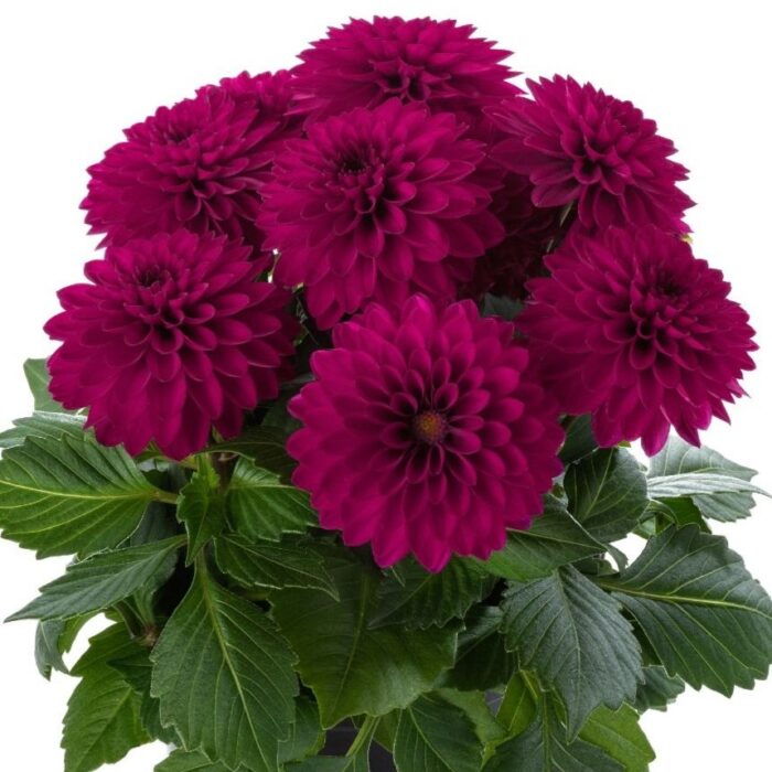 DAHLIALABELLAMEDIOPICCOLOPURPLEPL.jpg