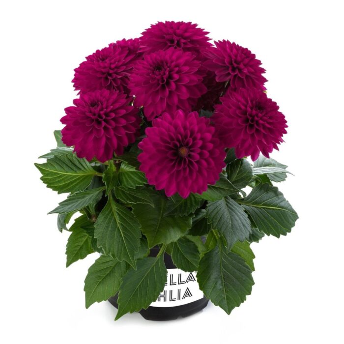 DAHLIALABELLAMEDIOPICCOLOPURPLEPL_1.jpg DAHLIA LABELLA Medio Piccolo Purple - Image 2