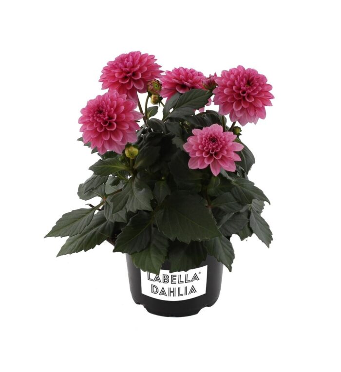 DAHLIA LABELLA Medio Piccolo Rose - Image 2