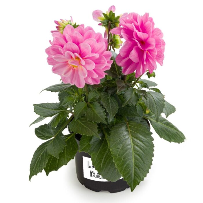 DAHLIALABELLAMEDIOPINKPL_1.jpg DAHLIA LABELLA Medio Pink - Image 2