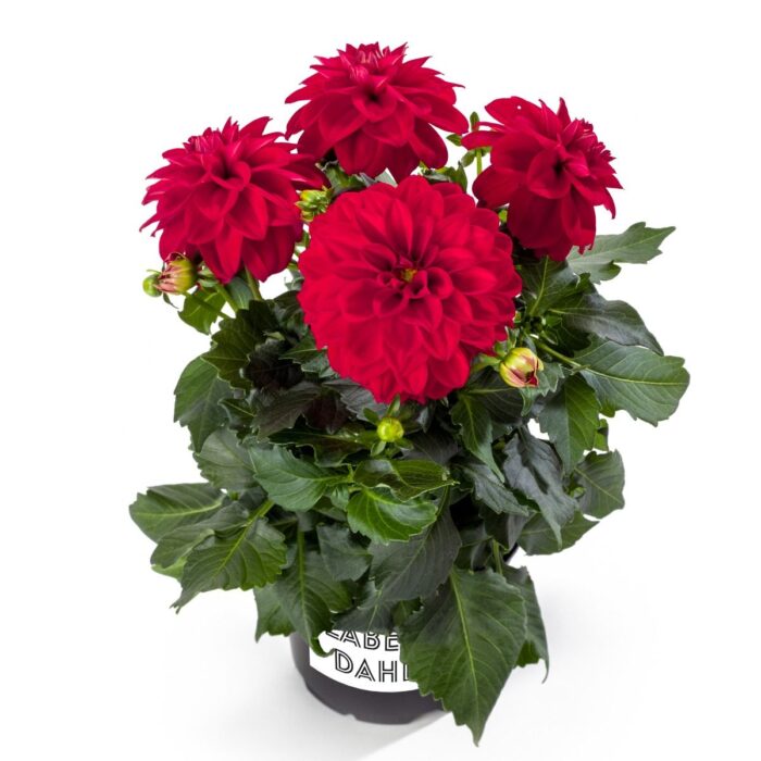 DAHLIA LABELLA Medio Red - Image 2