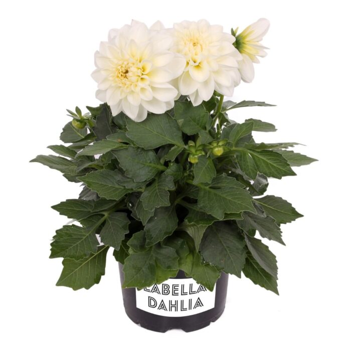 DAHLIA LABELLA Medio White - Image 2