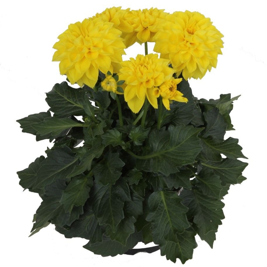 DAHLIALABELLAMEDIOYELLOWPL.jpg