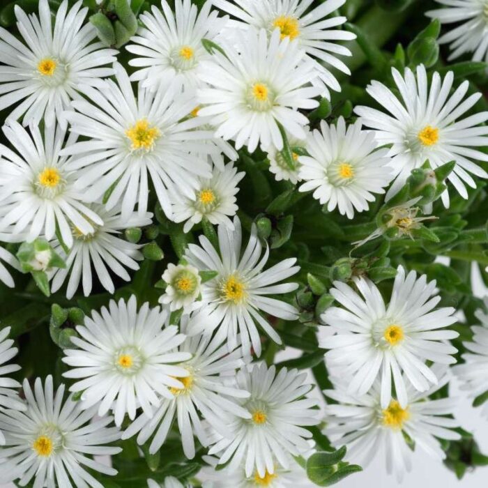 DELOSPERMADELIGHTFULWHITEPL.jpg