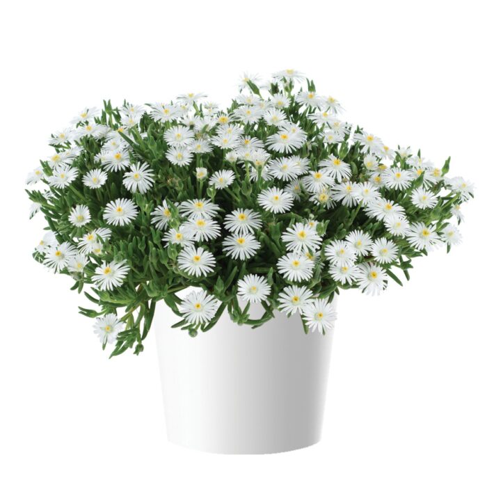 DELOSPERMADELIGHTFULWHITEPL_1.jpg DELOSPERMA DELIGHTFUL White - Image 2