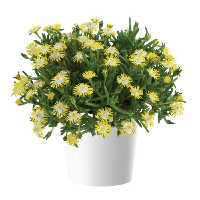 DELOSPERMA DELIGHTFUL Yellow - Image 2