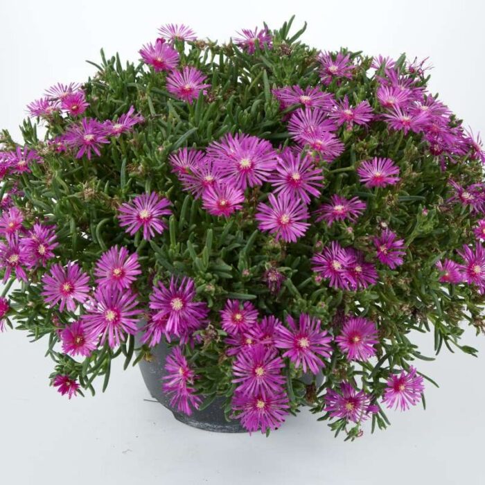 DELOSPERMA  Early Bird Purple - Image 2
