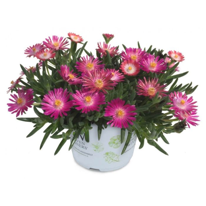 DELOSPERMAROYALRANGERNEONPL_1.jpg DELOSPERMA ROYAL RANGER Neon - Image 2
