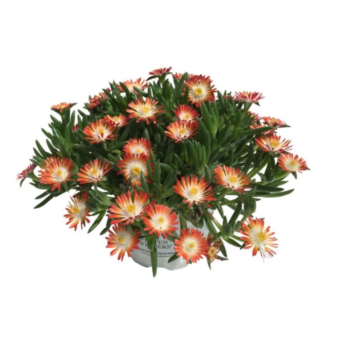 DELOSPERMAROYALRANGERREDPL_1.jpg DELOSPERMA ROYAL RANGER Red - Image 2