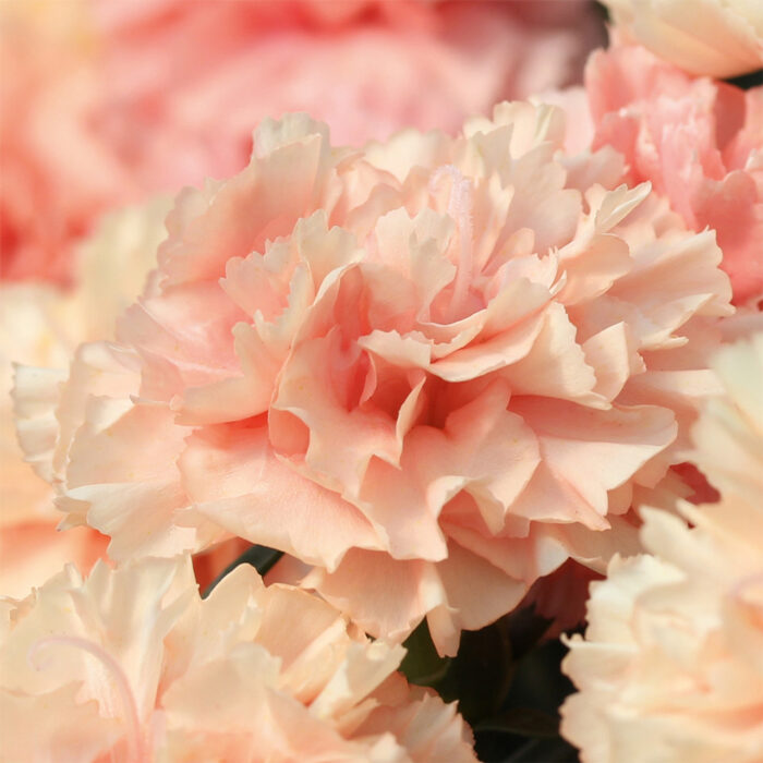 DIANTHUSDINAMICAPRICOTPPPL_1.jpg DIANTHUS DINAMIC Apricot PP - Image 2