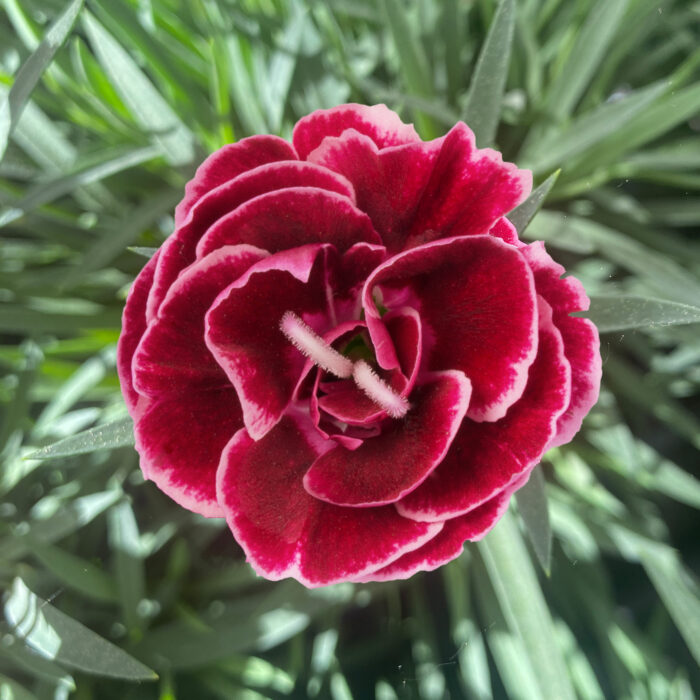 DIANTHUS DINAMIC Burgundy Bicolor - Image 2