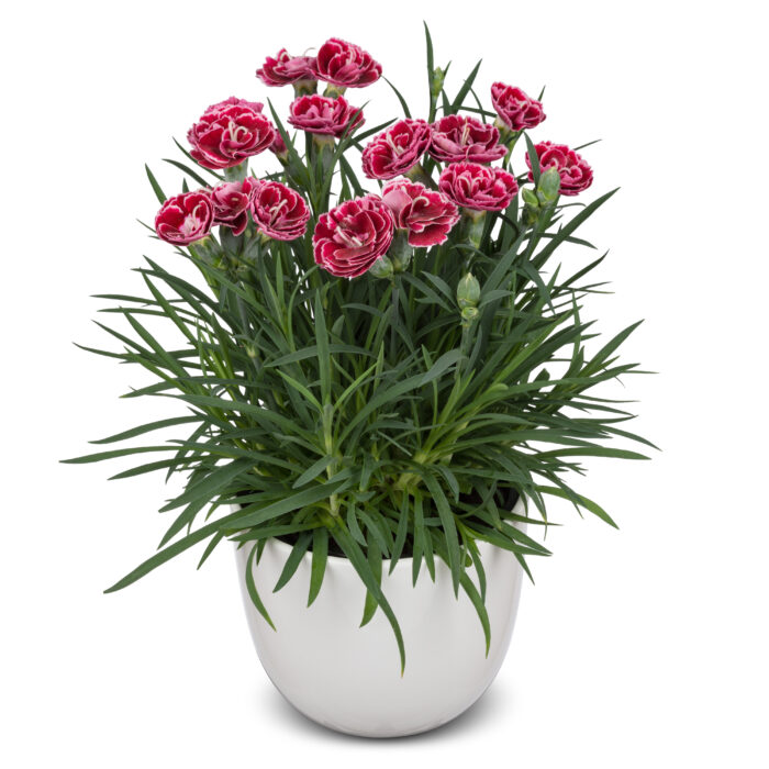 DIANTHUS DINAMIC Burgundy Bicolor - Image 3