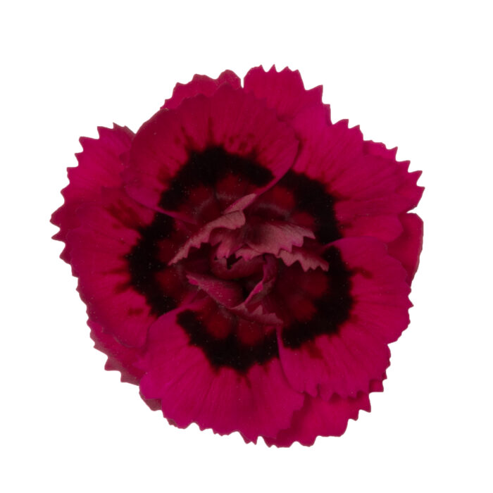 DIANTHUSDINAMICDANCINGFLAMENCOPL_1.jpg DIANTHUS DINAMIC Dancing Flamenco - Image 2