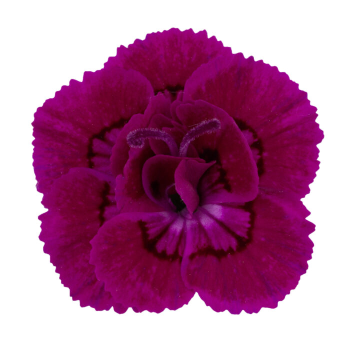 DIANTHUSDINAMICDANCINGRUMBAPL_1.jpg DIANTHUS DINAMIC Dancing Rumba - Image 2