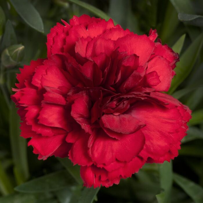 DIANTHUSDINAMICDARKREDPL_1.jpg DIANTHUS DINAMIC Dark Red - Image 2