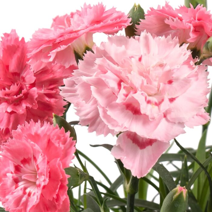DIANTHUSDINAMICPEACHYPINKPL.jpg