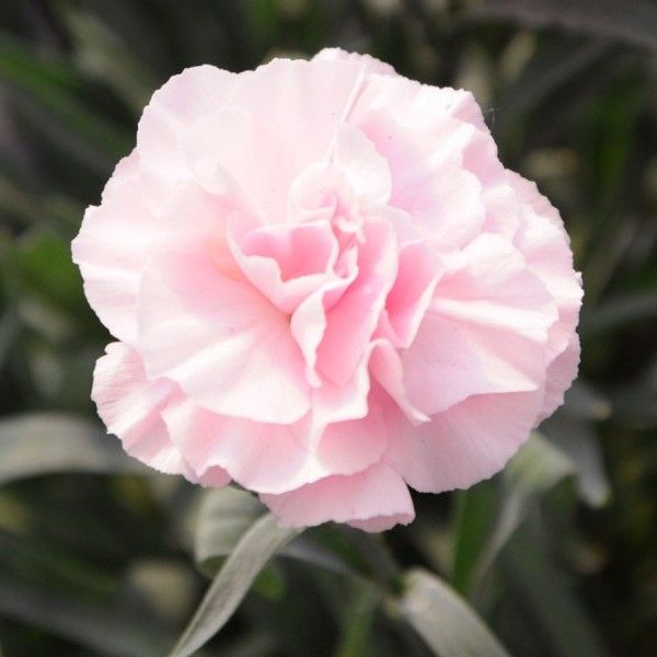 DIANTHUSDINAMICPINKTOWHITEPPPL.jpg