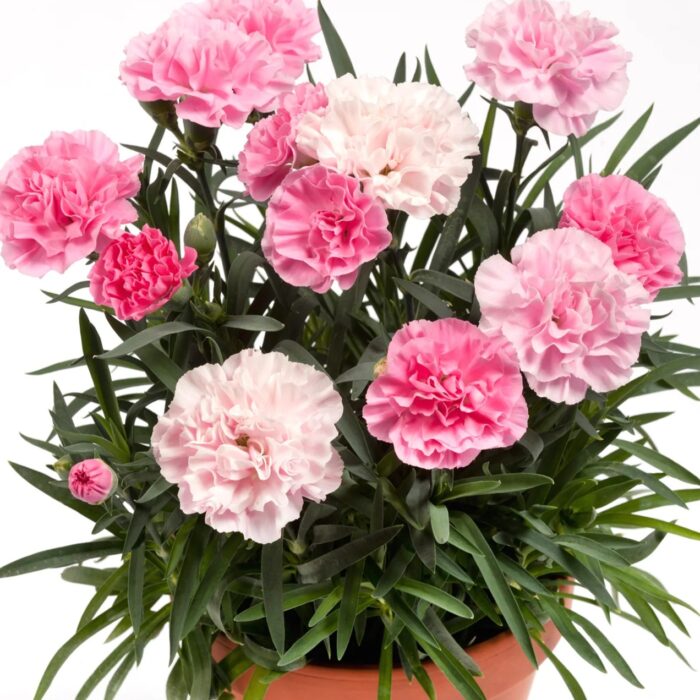 DIANTHUSDINAMICPINKTOWHITEPPPL_1.jpg DIANTHUS DINAMIC Pink to White PP - Image 2