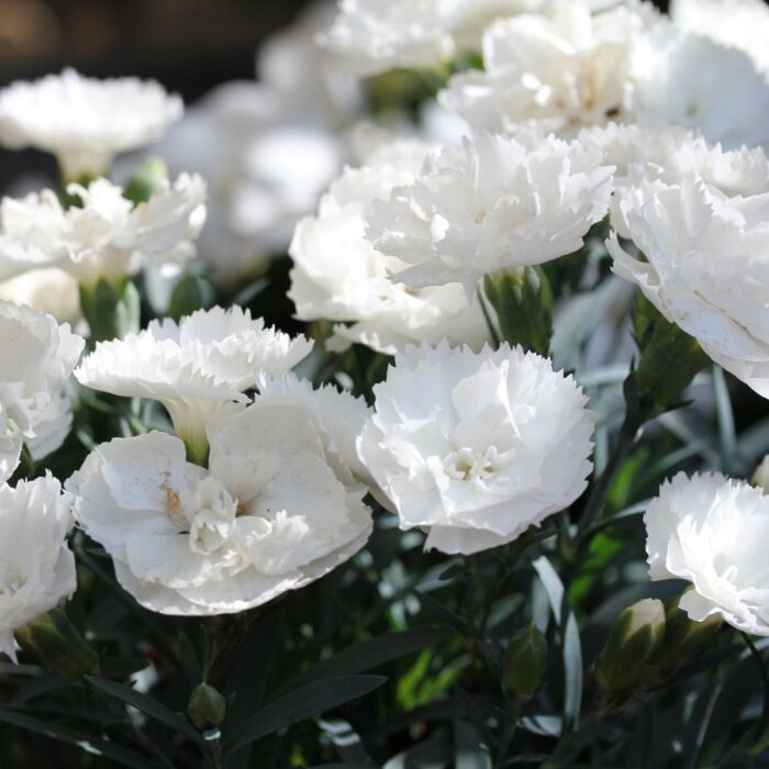 DIANTHUS DINAMIC White - Image 2