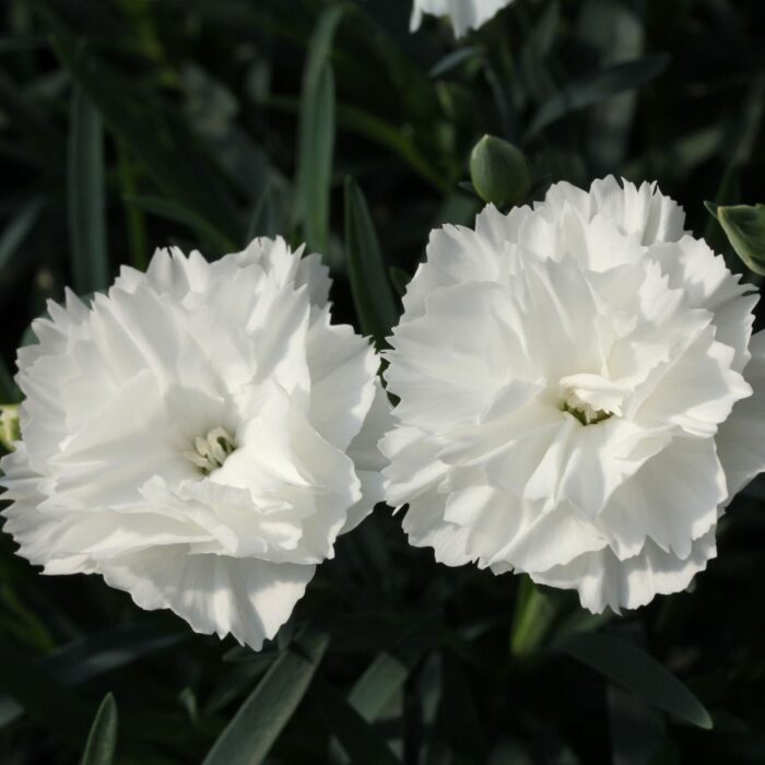 DIANTHUSDINAMICWHITEPPPL.jpg