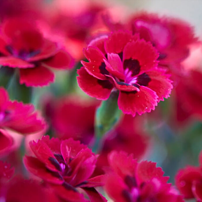 DIANTHUSMERCIFLEURIPL.jpg