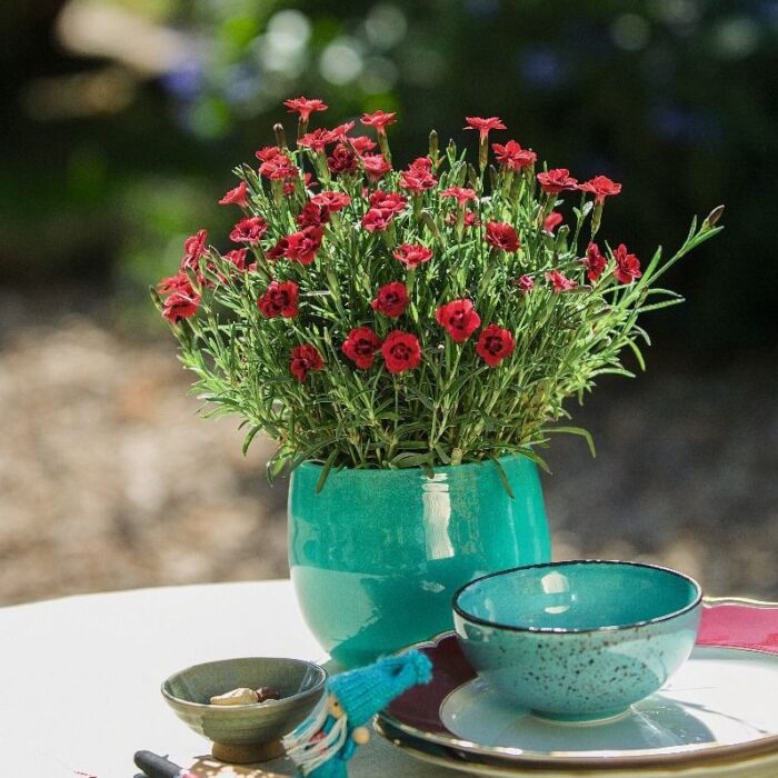 DIANTHUSMERCIFLEURIPL_1.jpg DIANTHUS Merci Fleuri - Image 2