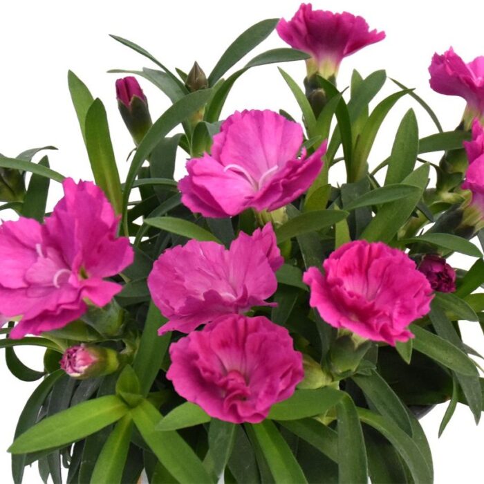 DIANTHUSPINOCCHIOAMETHYSTPPPL.jpg