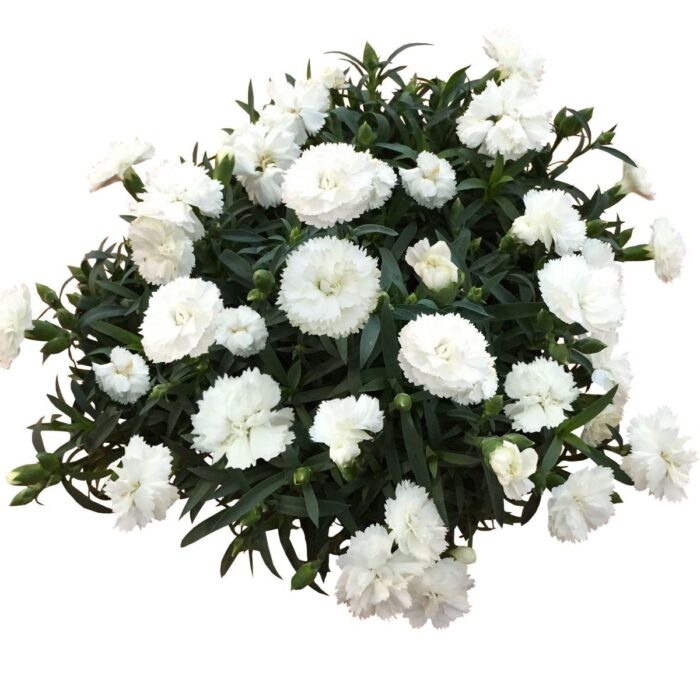 DIANTHUSPINOCCHIOBIANCOPPPL_1.jpg DIANTHUS PINOCCHIO Bianco PP - Image 2