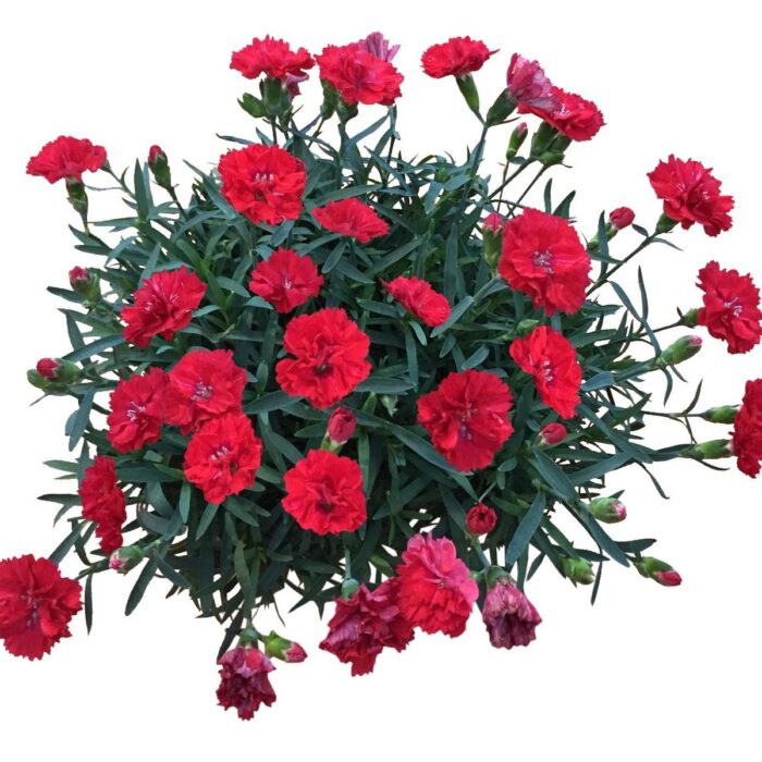 DIANTHUSPINOCCHIOFUOCOPL_1.jpg DIANTHUS PINOCCHIO Fuoco - Image 2