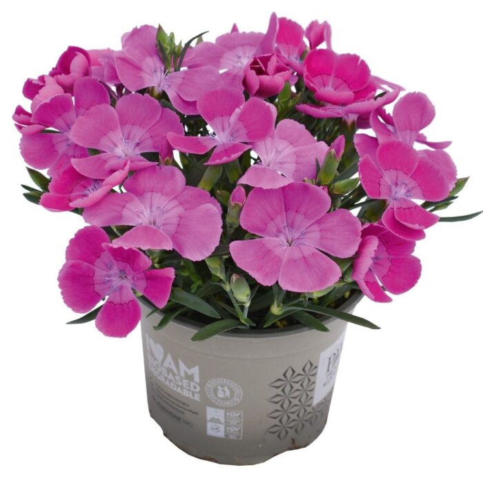DIANTHUSPINOCCHIOMEGAVIOLAPPPL_1.jpg DIANTHUS PINOCCHIO Mega Viola PP - Image 2
