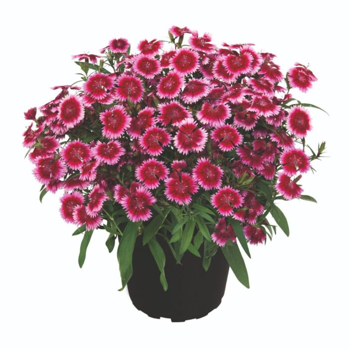DIANTHUS SUMMER  DIAMONDS Little Dark Pink - Image 2