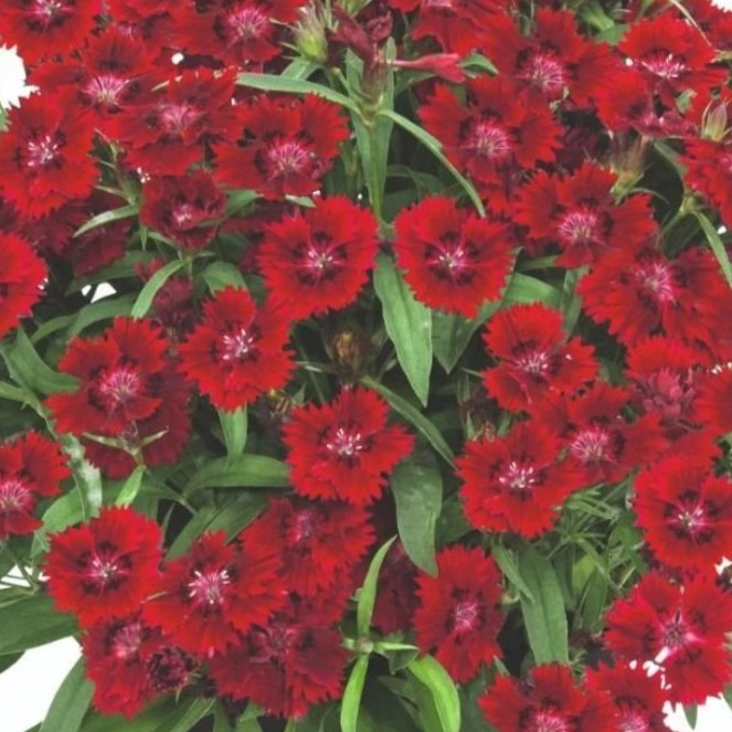 DIANTHUSSUMMERDIAMONDSLITTLEREDPL.jpg