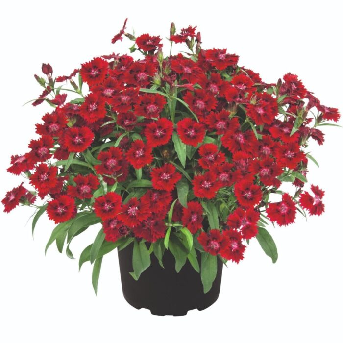 DIANTHUSSUMMERDIAMONDSLITTLEREDPL_1.jpg DIANTHUS SUMMER DIAMONDS Little Red - Image 2