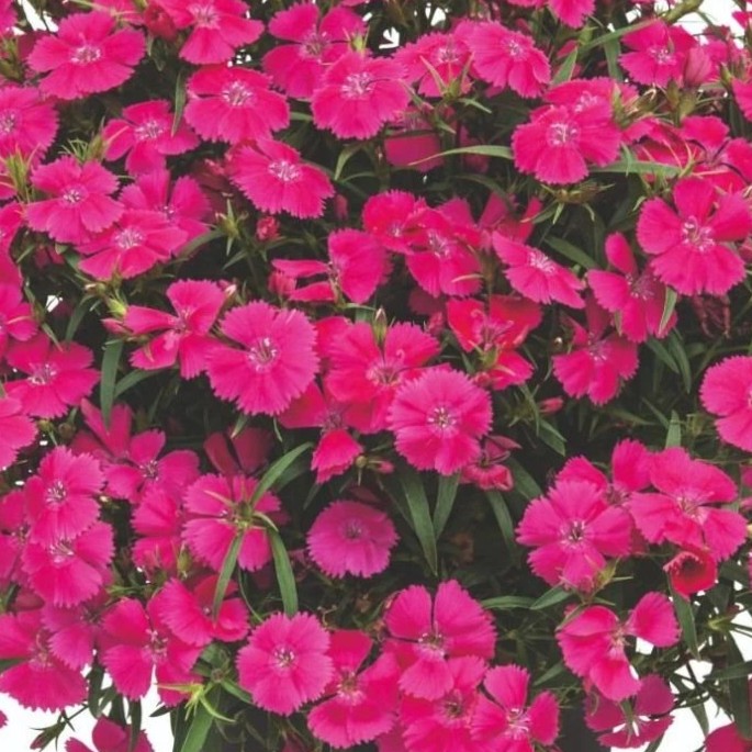 DIANTHUSSUMMERDIAMONDSLITTLEROSEPL.jpg